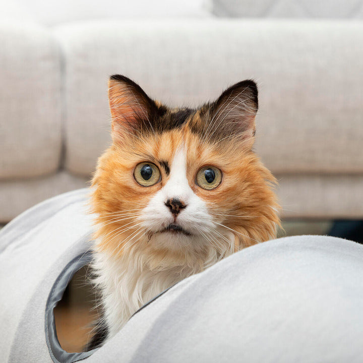 : 🐈 Túnel de Exploração Dobrável – O Esconderijo Perfeito! 🕵️