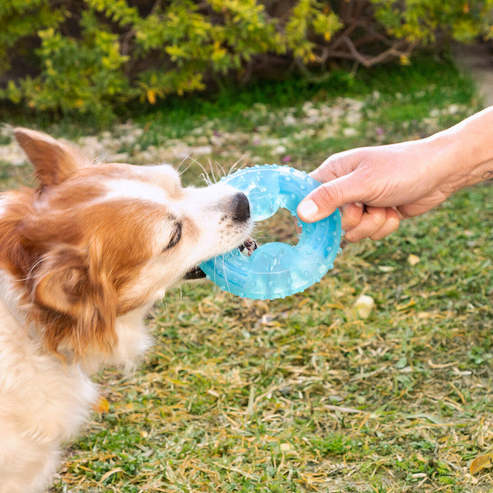 Glubiz 2-em-1: O Brinquedo que Refresca, Limpa os Dentes e Dá Prémios! 🦴✨